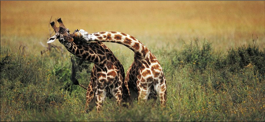 žirafy.jpg